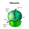 The structure of the ribosome. Infographics. Vector illustration on isolated background