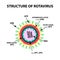 The structure of rotavirus. Infographics. Vector illustration on isolated background.