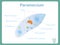 Structure scheme of Paramecium for school biology lessons