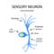 The structure of the sensory neuron. Infographics. Vector illustration on isolated background