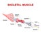 Structure of skeletal muscle