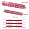 Structure of skeletal muscle fiber