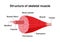 Structure of skeletal muscle vector illustration