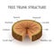 The structure of the slice of the tree layers in cross section, education biology poster, vector illustration.