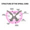 The structure of the spinal cord. Infographics. Vector illustration on isolated background.