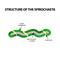 The structure of spirochetes, pale treponema. The causative agent of syphilis. Infographics. Vector illustration