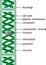 Structure of Spirogyra charophyte green algae with titles