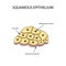 The structure of the squamous epithelium. Infographics. Vector illustration on background
