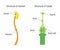 Structure of Stamen and Carpel