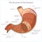 Structure of stomach medical educational vector