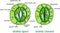 Structure of stomatal complex with open and closed stoma with titles