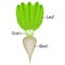 The structure of sugar beet.
