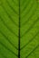 Structure and texture of a leaf with veins. Green pattern.