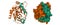 Structure of thrombin (factor II)