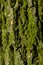 Structure of tree bark covered with green lichen close-up.