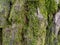 Structure of tree bark in moss. Uneven coverage. Moss on the tree. Background from natural material. Bark close-up