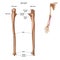 The structure of the ulna bone with the name and description of all sites. Back and front view