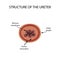 Structure of the ureter. Infographics. Vector illustration on isolated background