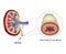 Structure of the ureter. Structure of the kidneys. Infographics. Vector illustration on isolated background