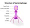 Structure of virus Bacteriophage