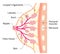 Structure of womenâ€™s breast. beauty body and health care concept