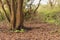 Structured tree trunk in an autumn forest