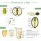 Structures of seed and its functions