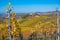 Struempfelbach - Vineyards at Weinstadt region - beautiful landscape in autum close to Stuttgart, Baden-Wuerttemberg, Germany