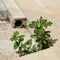 Struggle for survival of a young fig tree on the steps of an abandoned house in Krk in Croatia