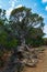 Struggling cedar tree at Cedar Point - Black Canyon of the Gunnison