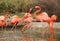 Struggling flamingoes