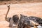 Struthio camelus The ostrich is the worldâ€™s largest bird species