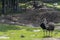 Struthio camelus two ostriches, looking for food on the hill inside the zoo, mexico