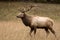 Strutting Bull Elk In Dry Field