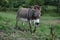 A strutting donkey