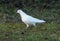 Strutting White Pigeon