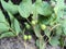 Strychnos potatorum Nirmale, clearing nut fruiting twig