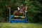Strzegom Horse Trials, Morawa, Poland - June, 25, 2022: Swiss Robin Godel on horse Global DHI, on the Cross Country