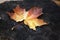 Stub autumn season season leaf