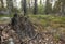 Stub in mixed forest with partly burnt pine trees