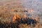 Stubble Burning or Crop Burning in the countryside. Burning dry grass after harvest. Soil enrichment with natural ash fertilizer