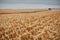 Stubble and chaff in a harvested maize field