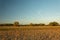 Stubble on the cornfield, forest on the horizon and blue sky