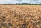 Stubble field from close after harvesting silage maize