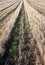 Stubble field after harvest