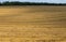 Stubble in the field after harvest. Cut stalks of cereals in the field. Slender rows of grain crops