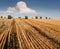 stubble harvested in the field of wheat and bales of straw in rolls against the background of a beautiful sky