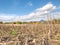 Stubble harvested wheat field at and of summer time