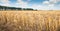 Stubble after harvesting grain