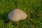 Stubble rosegill mushroom in the grass